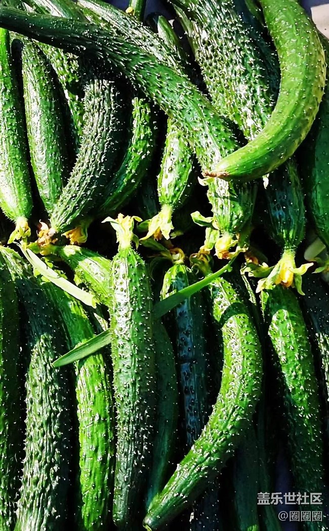 【春滿人間】大棚里的黃瓜