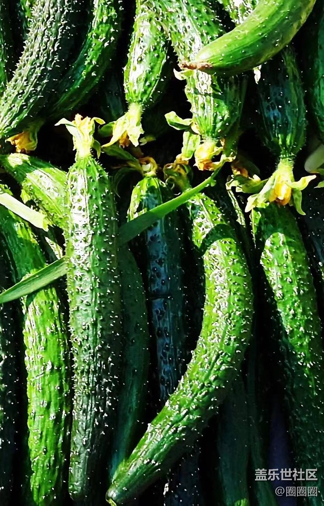 【春滿人間】大棚里的黃瓜