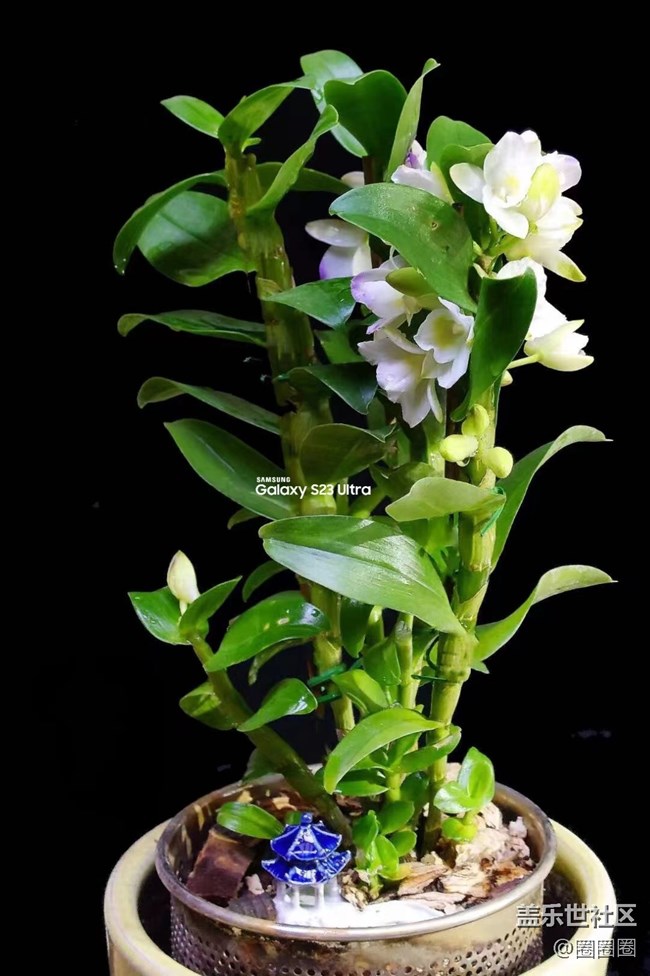 【留白】+ 拍拍盆栽