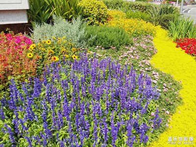 【醉春山】繽紛花壇