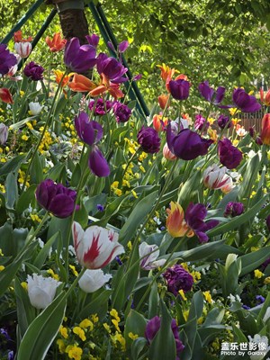 【鏡頭內(nèi)外】定格春光