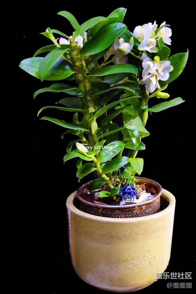 【留白】+ 拍拍盆栽