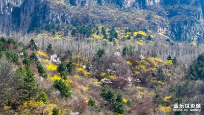 【醉春山】山花爛漫