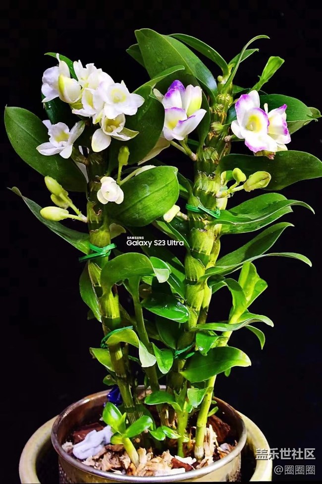 【留白】+ 拍拍盆栽