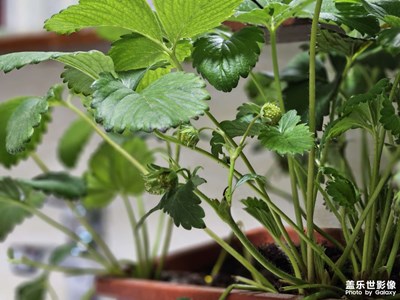 【鏡頭內(nèi)外】家里的草莓