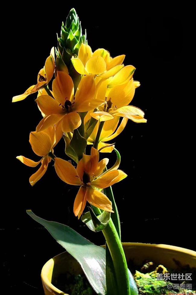 【黑暗中的光】我家的花