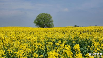【鏡頭內(nèi)外】+ 清明節(jié)泰州興化看水上油菜花