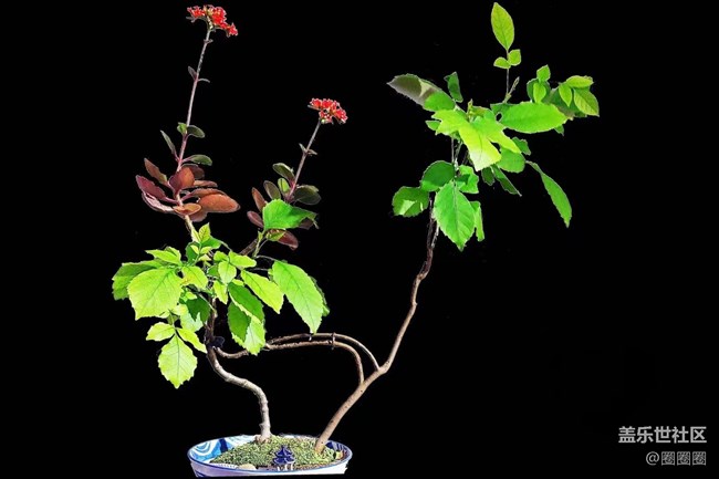 【黑暗中的光】我家的花