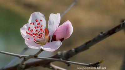 Galaxy S23Ultra   山桃花（二）