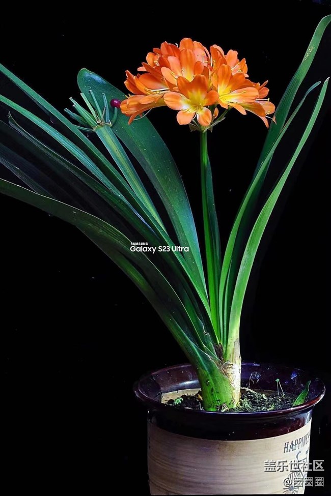 【留白】+ 拍拍盆栽