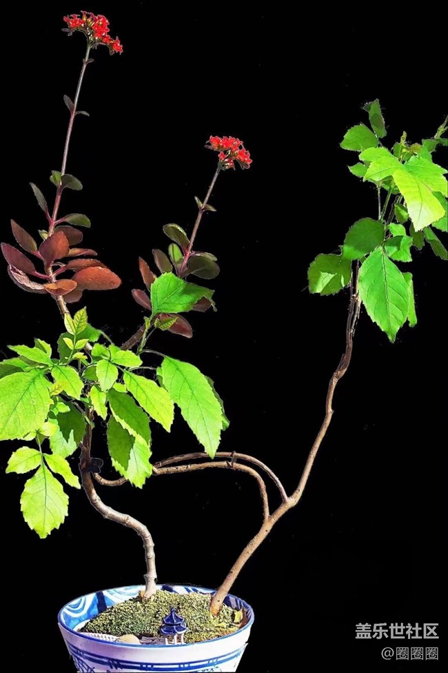 【春滿人間】大棚里的黃瓜