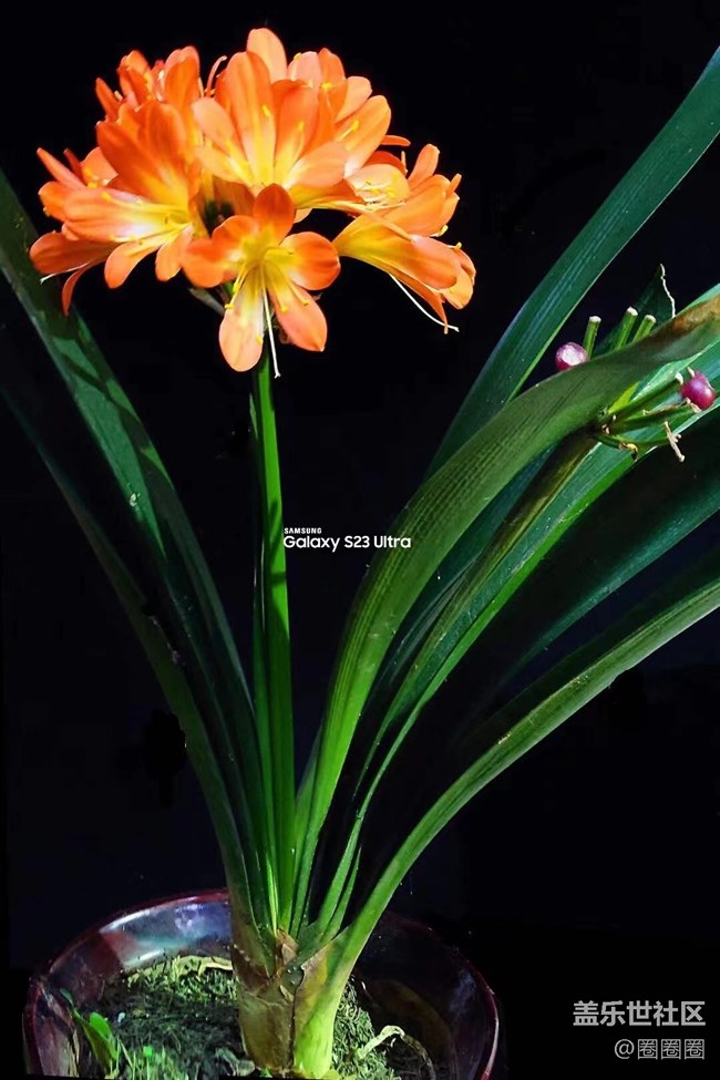 【留白】+ 拍拍盆栽