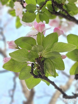 【鏡頭內(nèi)外】海棠花開早