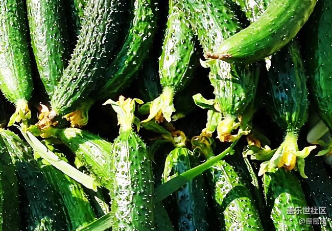 【春滿人間】大棚里的黃瓜