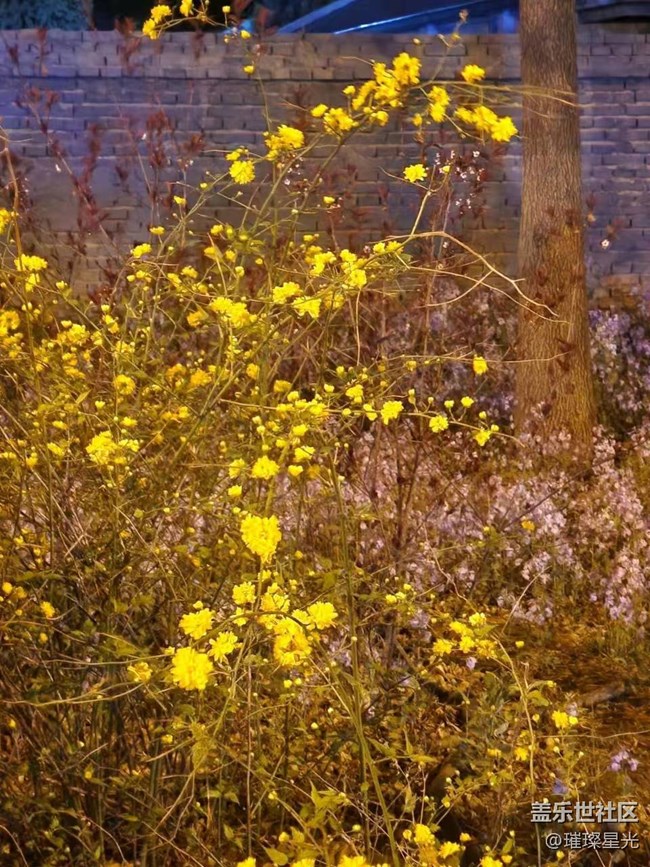 【春日影像詩】夜色下的春花和二月蘭