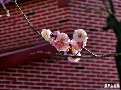 【鏡頭內(nèi)外】+ 梅花香自苦寒來