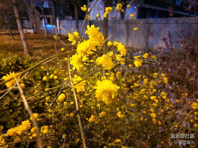 【春日影像詩】夜色下的春花和二月蘭