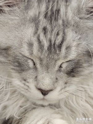 【鏡頭內(nèi)外】+貓咪
