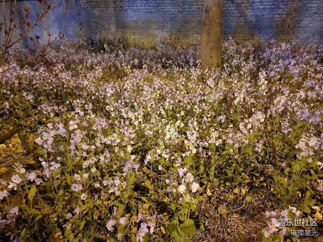 【春日影像詩】夜色下的春花和二月蘭