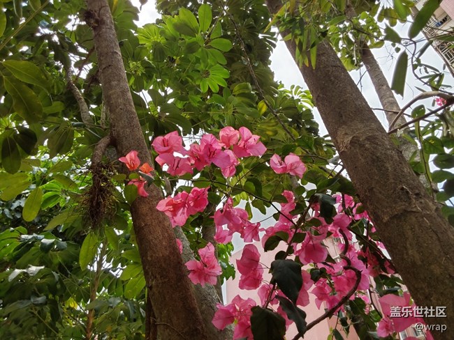 【菜花香】開(kāi)花的四月