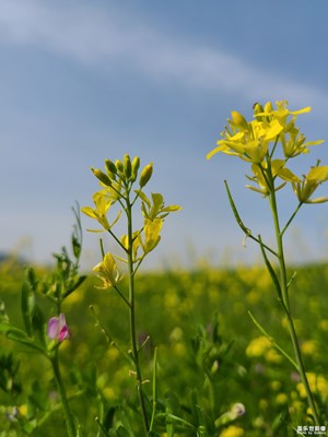 【醉春山】春色宜人