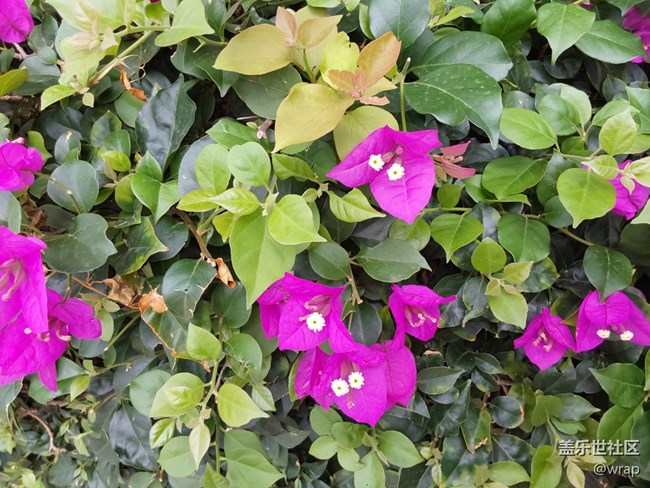 【菜花香】開(kāi)花的四月