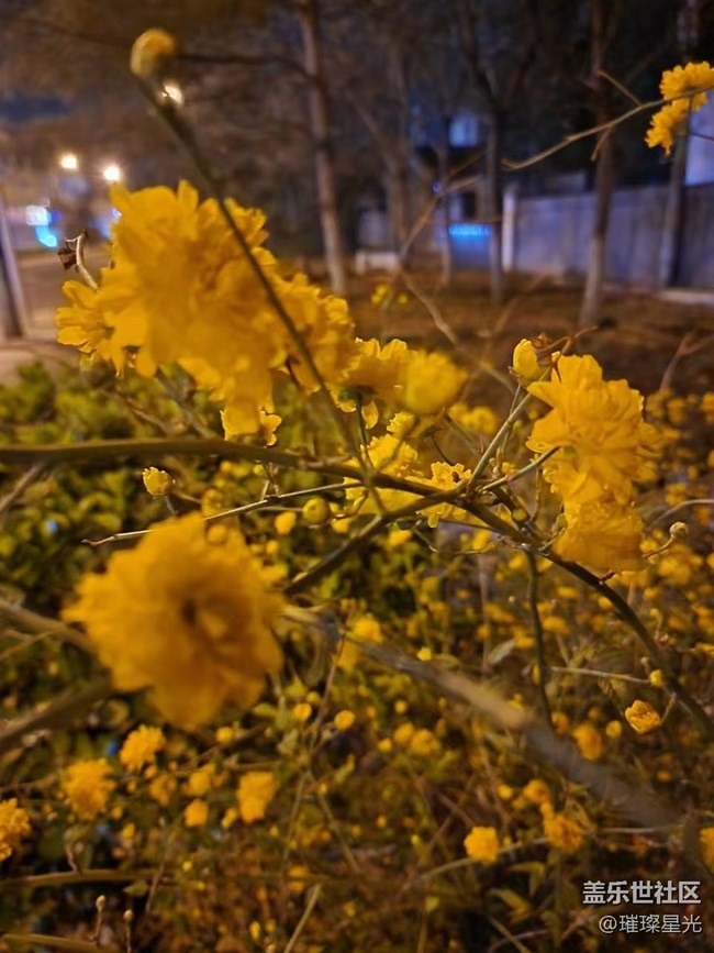 【春日影像詩】夜色下的春花和二月蘭