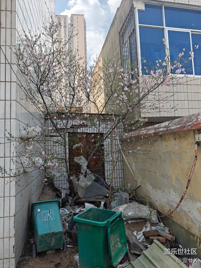 【共赴花期】垃圾堆中的美