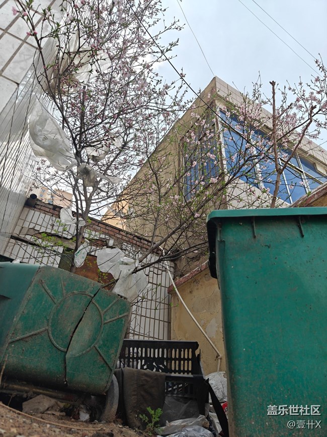 【共赴花期】垃圾堆中的美