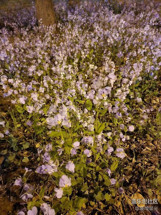 【春日影像詩】夜色下的春花和二月蘭