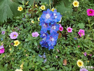 【醉春山】小美好