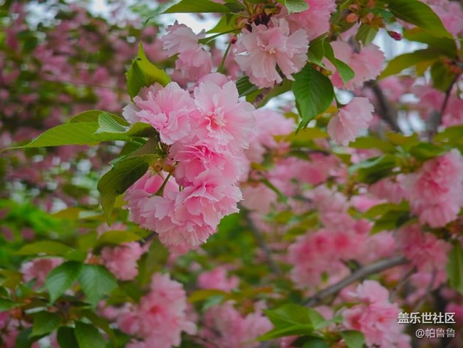 【星部落線下】4.4小雁塔攝影活動(dòng)