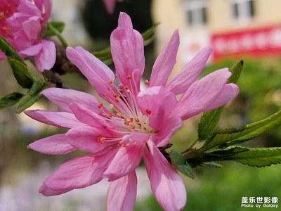 【鏡頭內(nèi)外】+ 春花爛漫