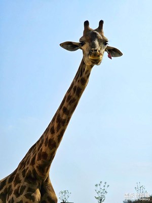 【鏡頭內(nèi)外】野生動物園里的猛獸們