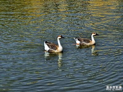 【醉春山】+春江水暖鴨先知