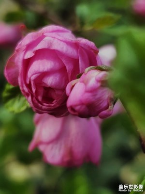 【醉春山】+春天再見