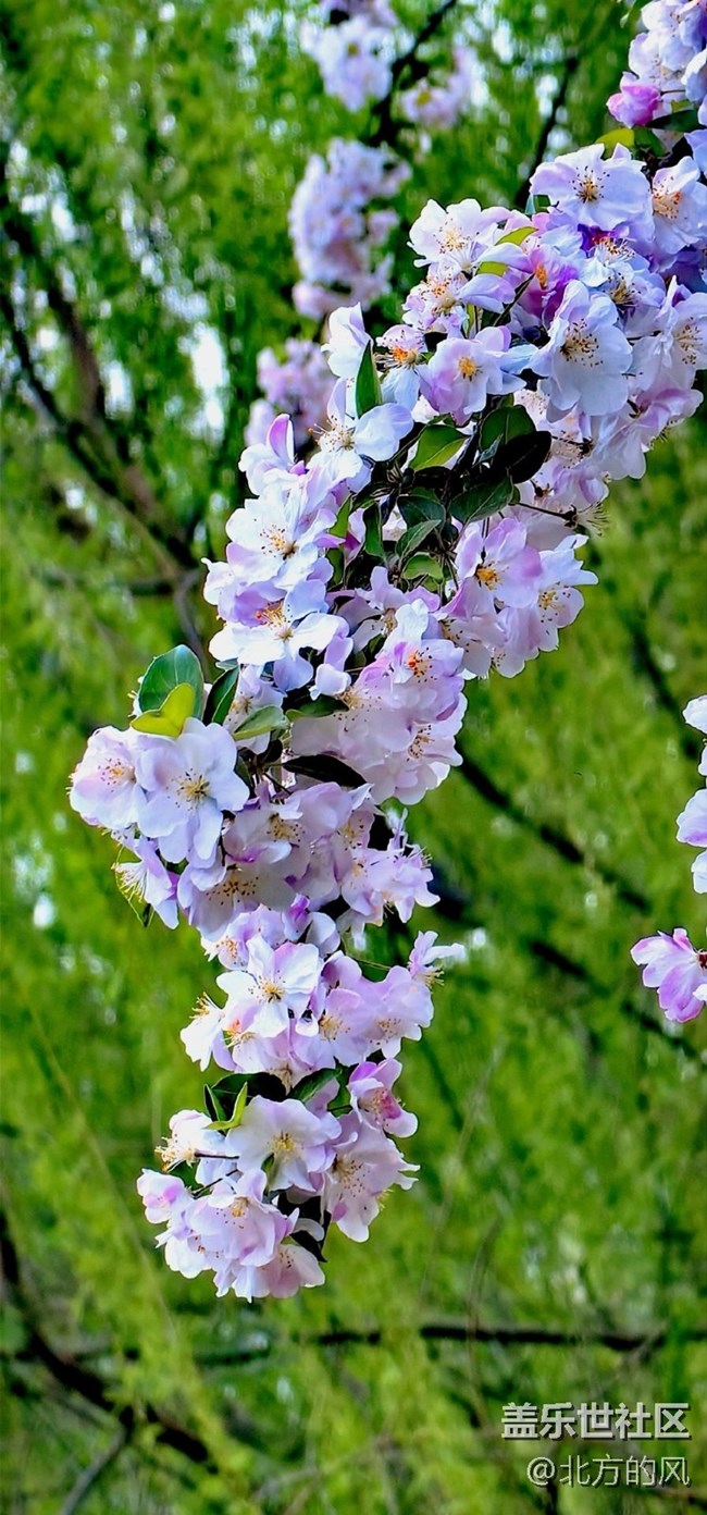 【海棠花溪】+三星----春日賞花必備工具