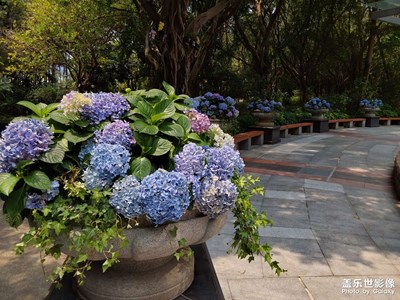 【醉春山】鮮花蜜蜂和知了