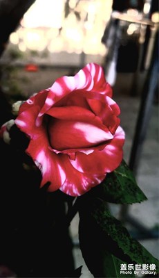 【醉春山】+那里的花開了