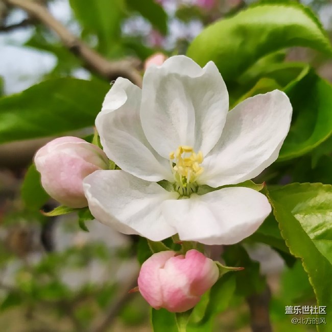 【海棠花溪】+三星----春日賞花必備工具