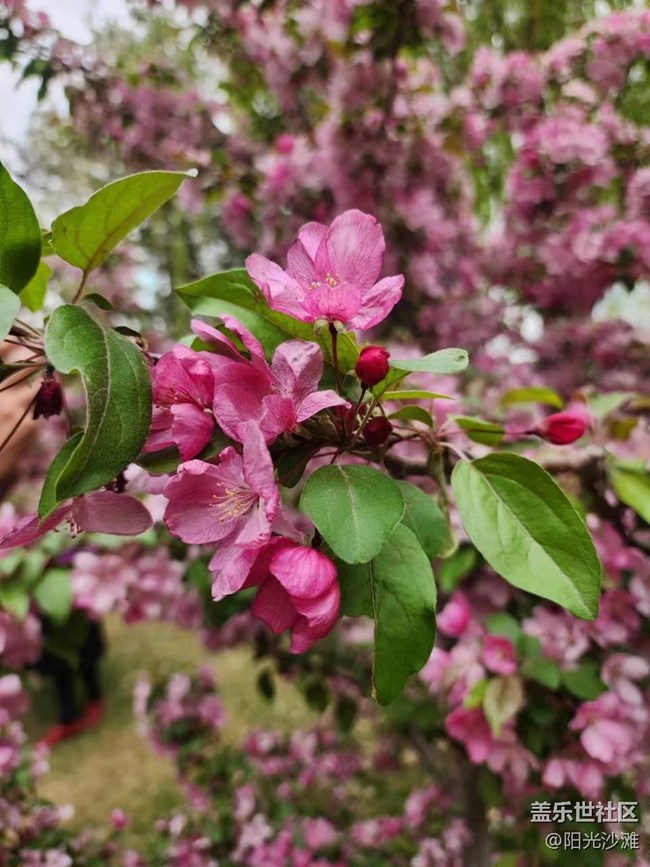 【海棠花溪】賞花踏青好時(shí)節(jié)