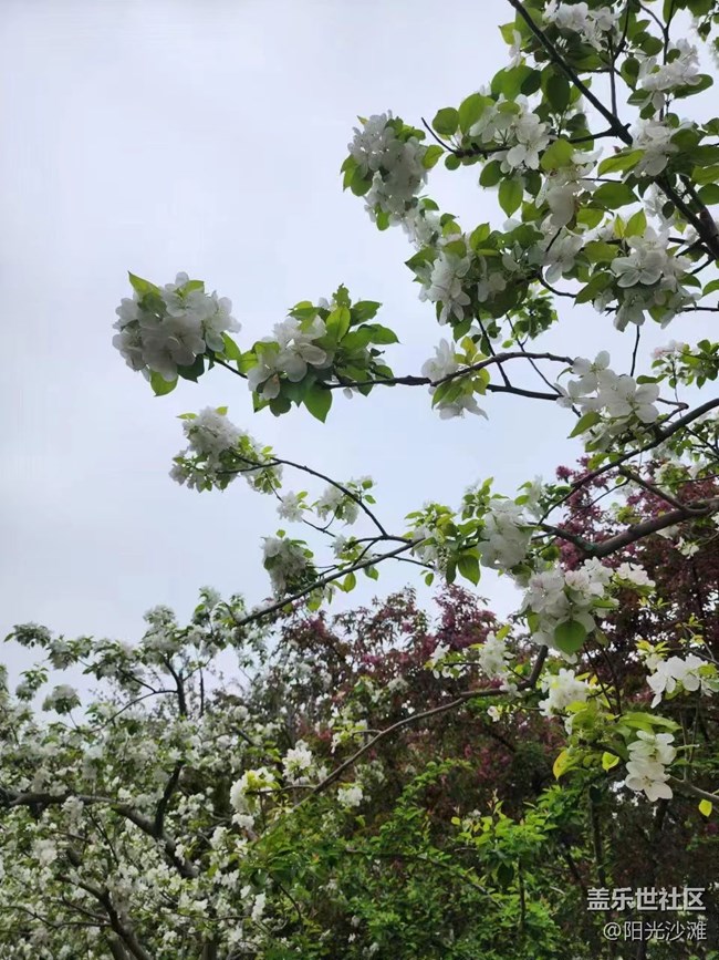 【海棠花溪】賞花踏青好時(shí)節(jié)