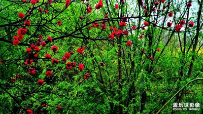 【鏡頭內(nèi)外】+春天里的那抹紅