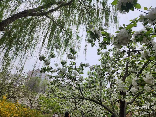 【海棠花溪】賞花踏青好時(shí)節(jié)