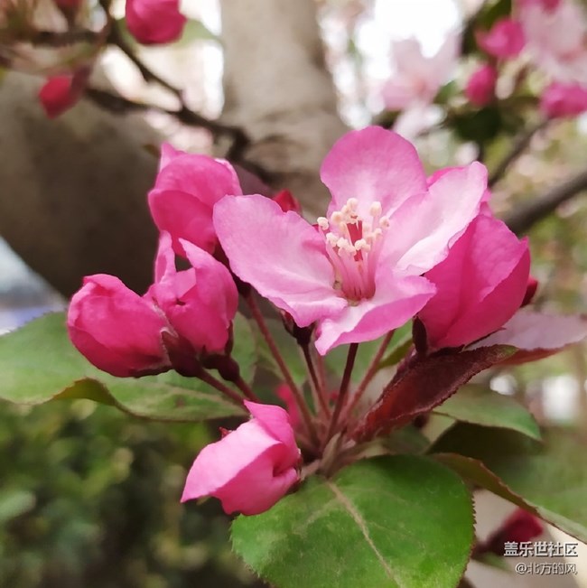 【海棠花溪】+三星----春日賞花必備工具