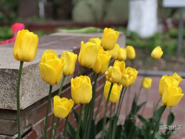 【春日影像詩】+浪漫郁金香