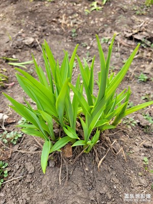 【醉春山】+嫩綠的小苗