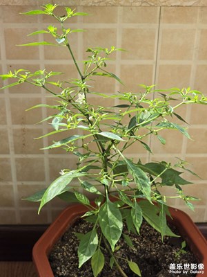 【醉春山】+ 春天花會(huì)開