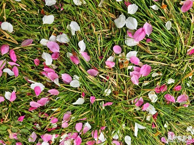 【醉春山】+海棠花開(kāi)