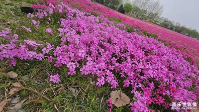 【鏡頭內(nèi)外】+ 春游花海